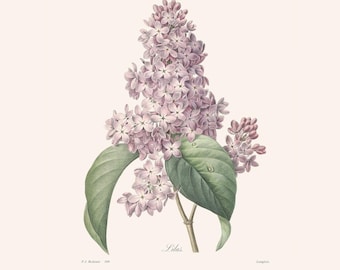 Estampado botánico lila de P J Redouté