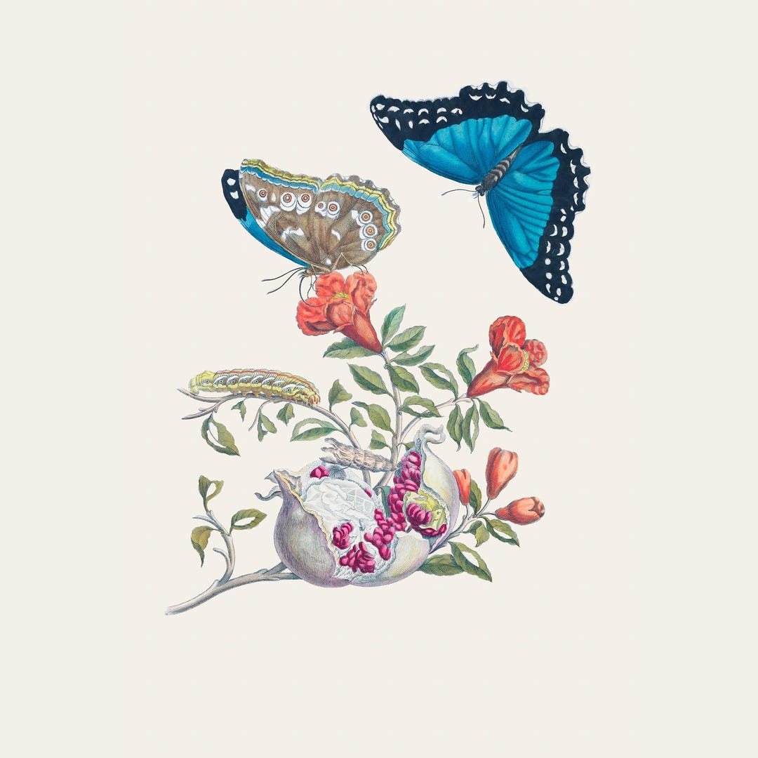 Vintage Entomology Botanical Art Print | Maria Sybilla Merian Antique ...