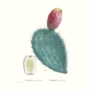 Stampa artistica di cactus cocciniglia succulenta botanica vintage / Incisione di fiori antichi Redouté / Illustrazione di piante / Arredamento cottage di campagna