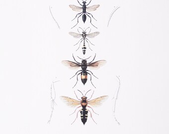 Vintage Insect Print | Winged Arthropod | Old Bug Picture | Antique ...