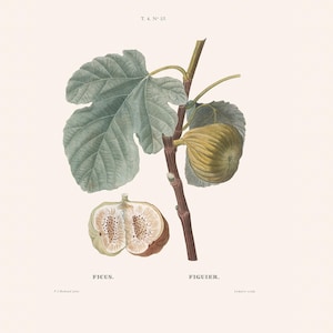 May include: A vintage botanical print featuring a fig tree. The image shows a branch with large leaves and a ripe fig. A cross-section of a fig reveals its interior. Text includes "FICUS" and "FIGUIER".