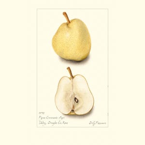 Stampa artistica botanica d'epoca di pera europea / Acquerello di frutta antica / Illustrazione di pianta / Decorazione per cucina in stile country