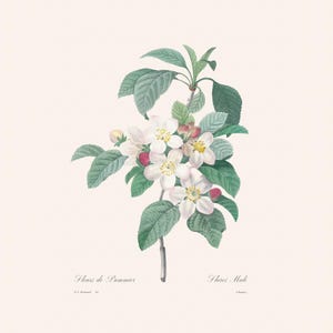 Vintage White Apple Blossom Print | Redouté Antique Flower Engraving | Plant Illustration | Country Kitchen Decor | Home Office Art