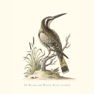 Stampa d'epoca raffigurante il martin pescatore in bianco e nero / Incisione antica ornitologica / Illustrazione di fauna selvatica / Arte della cucina di campagna