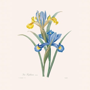 Vintage Yellow and Blue Spanish Iris Print | Redouté Botanical Art Print | Antique Flower Engraving | Country Kitchen Decor