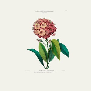 Vintage Botanical Print | Antique Flower Engraving | Le Bouquet | Country Cottage Wall Decor | Home Office Art