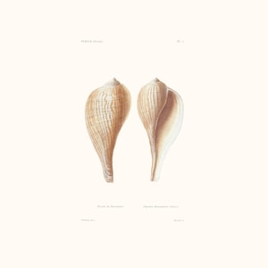 Vintage Shell Print | Pyrule Seashell | Shell Picture | Antique Hand Coloured Engraving | Country Cottage Art | Conchology Illustration