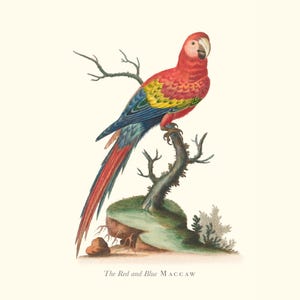 Stampa d'epoca dell'uccello Maccaw rosso e blu / Incisione antica ornitologica / Illustrazione di fauna selvatica / Arte della cucina di campagna