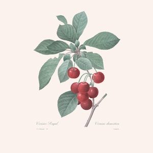 Vintage Red Cherry Botanical Art Print | Redouté Antique Flower Engraving | Plant Illustration | Country Cottage Decor