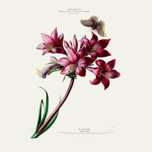 May include: Botanical illustration of a cluster of deep pink lilies, with a dark stem and green leaves. A butterfly with green and brown wings hovers above the flowers. The text at the top reads "FLORE D'AMERIQUE".