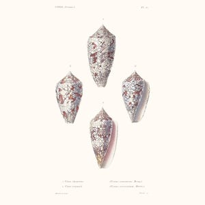 Vintage Shell Print | Cône Seashell | Shell Picture | Antique Hand Coloured Engraving | Country Cottage Art | Conchology Illustration