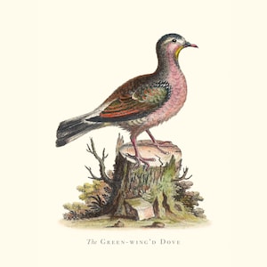 Stampa d'epoca raffigurante la colomba dalle ali verdi / Incisione antica ornitologica / Illustrazione di fauna selvatica / Arte da cucina di campagna