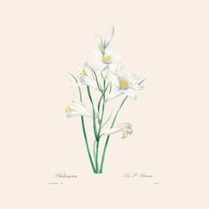 White St. Bruno Lily | Vintage French Botanical Art Print | Redouté Antique Flower Engraving | Plant Illustration | Country Kitchen Decor