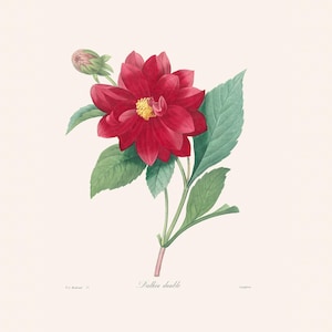 Red Dahlia Double Engraving | Vintage French Botanical Art | Redouté Antique Flower Print | Plant Illustration | Country Kitchen Decor