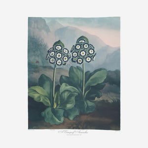 Vintage Botanical Print | Antique Flower Engraving | A Group Of Auriculas | Country Cottage Wall Decor | Home Office Art