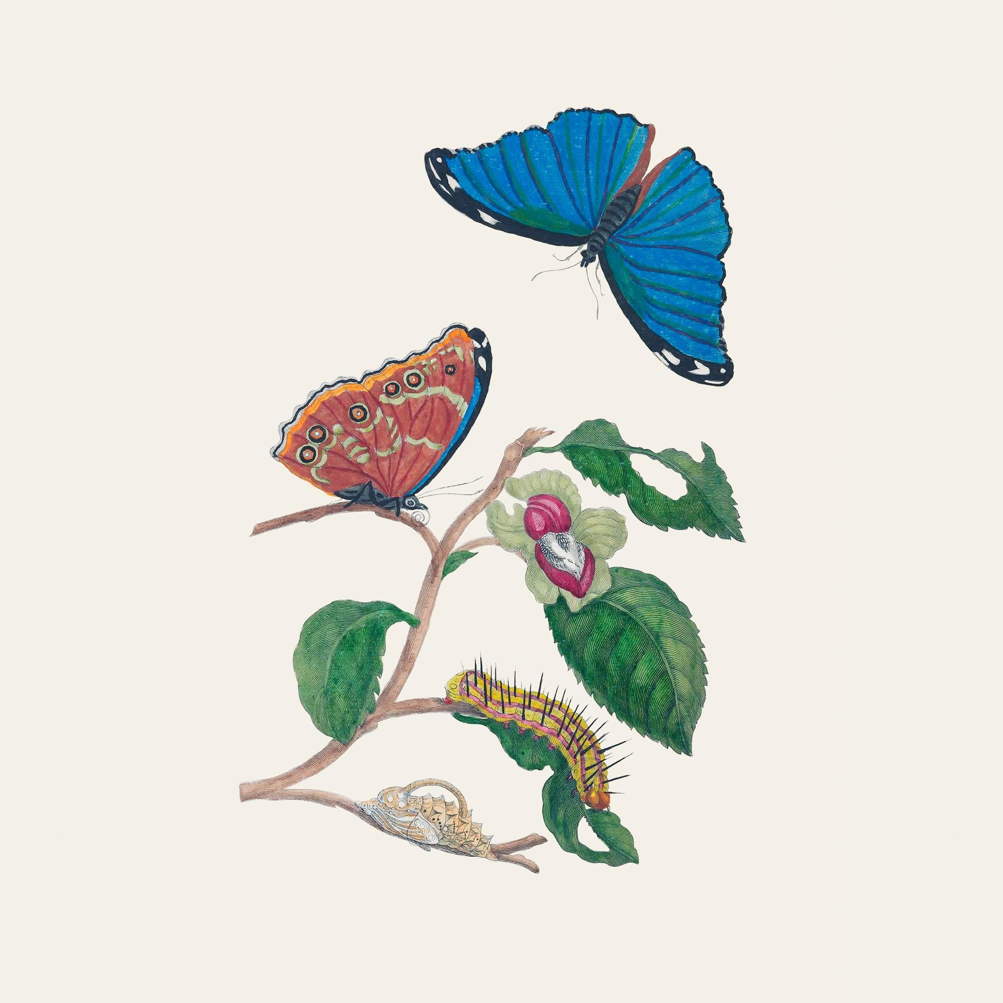 Lámina botánica de entomología vintage / Grabado antiguo de historia natural de Maria Sybilla Merian / Ilustración de mariposa y planta zoológica