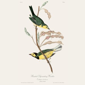 Stampa d'epoca di Parula acchiappa-mosche incappucciata Audubon / Incisione antica di ornitologia / Illustrazione di fauna selvatica / Arte da cucina di campagna