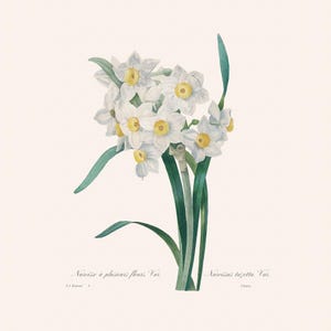 Vintage Botanical Art Print | Redouté Antique Flower Engraving | Narcissus | Plant Illustration | Daffodil | Country Cottage