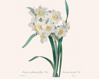 スイセンの版画：アンティークのフランス植物画、ルドゥーテの花の版画