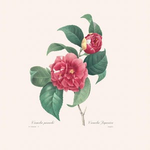 Vintage Botanical Art Print | Redouté Antique Flower Engraving | Camellia | Plant Illustration | Country Cottage