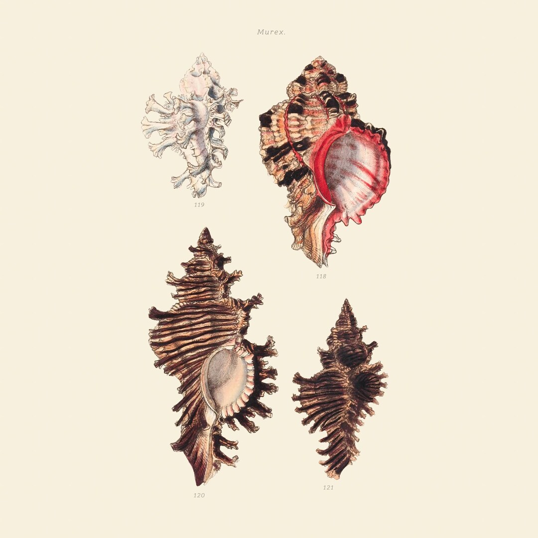 Vintage Shell Print | Murex Seashell | Sea Shell Picture | Antique Hand ...