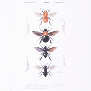 Vintage Insekten Druck | Geflügelte Gliederfüßer | Altes Käfer Bild | Antike handkolorierte Gravur | Viktorianische Kunst | Naturkundliche Illustration