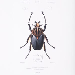 Vintage Insekten Druck | Käfer Bild | Antike handkolorierte Gravur | Viktorianische Kunst | Naturkundliche Illustration
