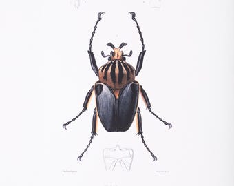 Vintage Insect Print | Winged Arthropod | Old Bug Picture | Antique ...