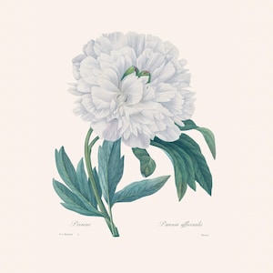 Vintage Botanical Art Print | Redouté Antique Flower Engraving | Peony | Plant Illustration | Country Cottage Decor | Home Office Art