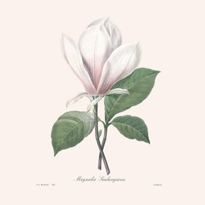 Vintage French Botanical Art Print | Redouté Antique Flower Engraving | White Saucer Magnolia | Plant Illustration | Country Kitchen Art
