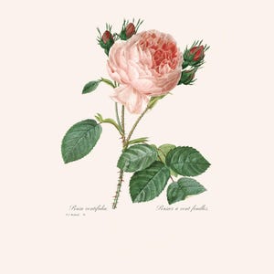 Vintage Botanical Art Print | Redouté Antique Flower Engraving | Centifolia Rose | Plant Illustration | Country Cottage Decor