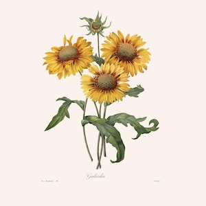 Vintage Botanical Print | Redouté Antique Flower Engraving | Gaillardia | Country Cottage Wall Decor | Home Office Art