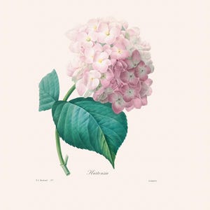 Vintage French Botanical Art Print | Redouté Antique Flower Engraving | Pink and White Hydrangea | Plant Illustration | Cottage Kitchen Art