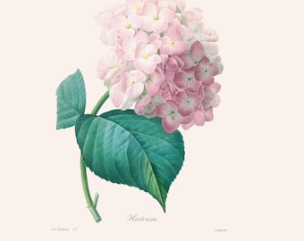 Lámina botánica francesa vintage / Grabado antiguo de flores de Redouté / Hortensia rosa y blanca / Ilustración vegetal / Arte de cocina campestre