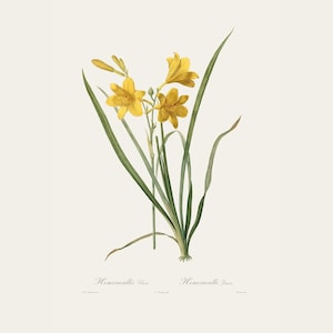 Vintage Botanical Print | Redouté Antique Flower Engraving | Yellow Daylily | Country Cottage Wall Decor | Home Office Art