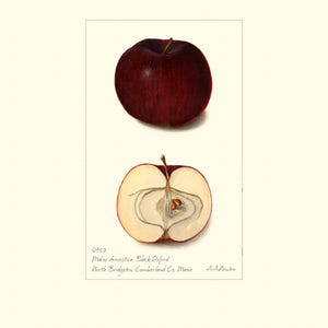 Stampa artistica di mela botanica d'epoca "Black Oxford" / Acquerello di frutta antica / Illustrazione di pianta / Decorazione per cucina in stile country