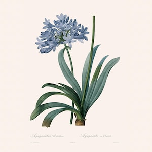 Vintage Botanical Print | Redouté Antique Flower Engraving | Egyptian Lily | Country Cottage Wall Decor | Home Office Art
