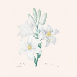 Vintage White Lily Print | Redouté Botanical Art Print | Antique Flower Engraving | French Plant Illustration | Neutral Office Decor