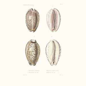 Vintage Shell Print | Porcelaine Seashell | Shell Picture | Antique Hand Coloured Engraving | Country Cottage Art | Conchology Illustration