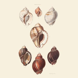 Vintage Shell Print | Monoceros Seashell | Sea Shell Picture | Antique Hand Coloured Engraving | Kitchen Art | Conchology Illustration