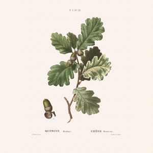 Vintage Botanical English Oak Art Print | Redouté Antique Flower Engraving | Plant Illustration | Country Cottage Decor