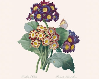 Impresión de arte botánico vintage / Grabado de flores antiguas Redouté / Auricula púrpura / Ilustración de plantas / Decoración de cabañas de campo
