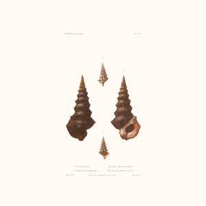 Vintage Shell Print | Cérite Seashell | Shell Picture | Antique Hand Coloured Engraving | Country Cottage Art | Conchology Illustration