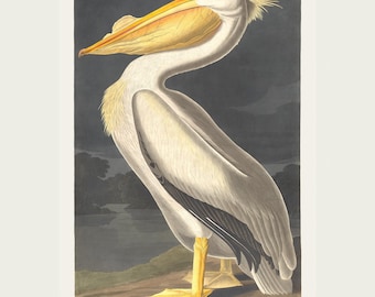 Audubon-print met Amerikaanse witte pelikaan