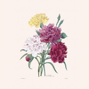 Vintage Botanical Art Print | Redouté Antique Flower Engraving | Red and Yellow Carnation | Plant Illustration | Country Cottage Art