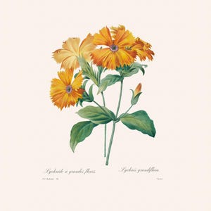 Vintage Orange Lychnis Redouté Engraving | Antique Botanical French Print | Plant Illustration | Country Kitchen Decor | 19th Century Art