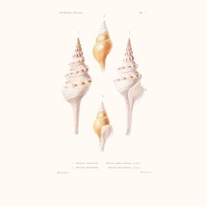 Vintage Shell Print | Fuseau Seashell | Shell Picture | Antique Hand Coloured Engraving | Country Cottage Art | Conchology Illustration