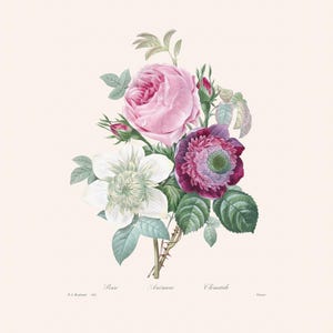 Vintage Pink and Red Rose, Anemone and Clematis Botanical Art Print | Redouté Antique Flower Engraving |  Plant Illustration