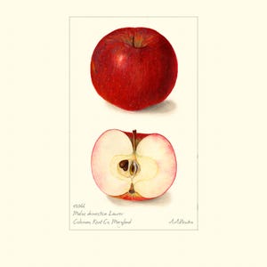 Stampa artistica botanica vintage di mela "Lawver" / Acquerello di frutta antica / Illustrazione di pianta / Decorazione per cucina in stile country