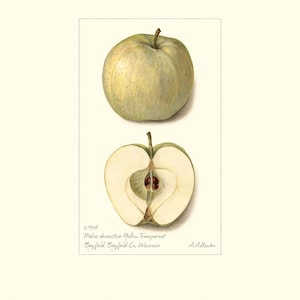Stampa artistica di mela botanica d'epoca "Giallo trasparente" / Acquerello di frutta antica / Illustrazione di pianta / Decorazione per cucina in stile country